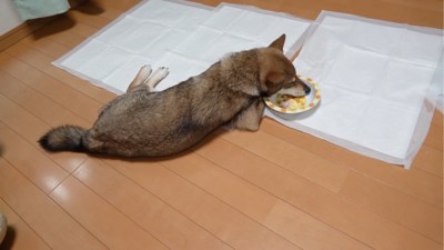 お皿の上で寝る犬