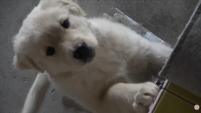 しっぽを振って大喜び♪