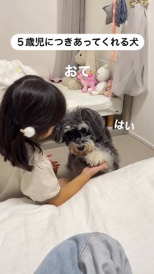 女の子に再びお手をする犬
