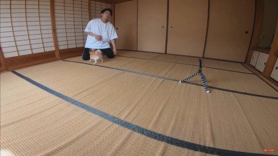 みるくちゃんの前で死んだフリをしたら