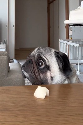 飼い主さんを見るぽこちゃん