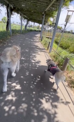 並んで歩く2匹の犬