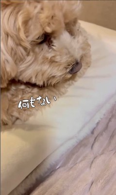 イタズラがバレた時のテンちゃん4