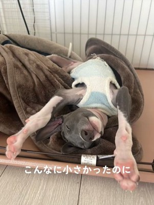 毛布の上で仰向けに伸びるイタリアングレーハウンド