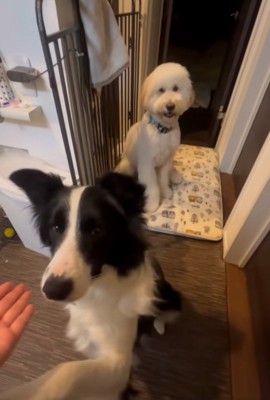 お手をするボーダーコリー