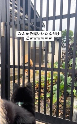 こめちゃんとラッキーくんのやり取り3