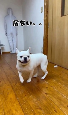 壁と同化したらコロちゃんは気づく？6