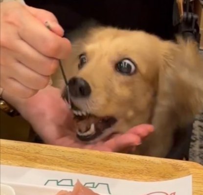鼻