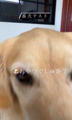 リノちゃんの番犬テスト⑩