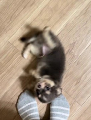 あざとすぎるヘソ天♡