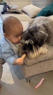 おもちゃをとりあう犬と赤ちゃん