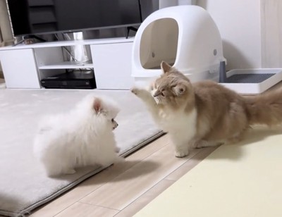 前足を上げる猫と見つめる犬