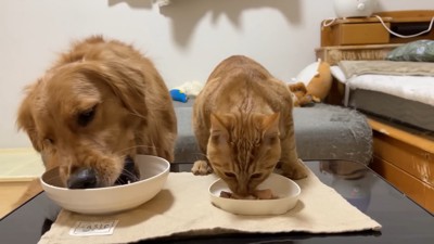 よもぎちゃん&だいず君の納豆への反応9