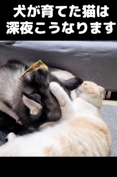 仲睦まじい姿にホッコリ