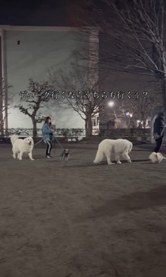 遠吠えを聞いたワンコたちの反応9