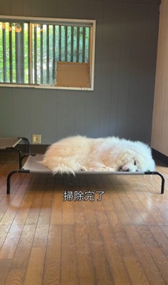 掃除中のグラくん&ダンボくん⑩