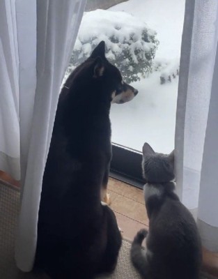 「これなんだろう？」「わかんない」