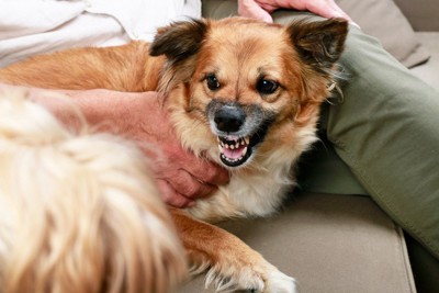 威嚇する犬を押さえる