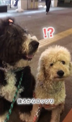 パパさんとプルミちゃん＆バニーちゃんの再会2