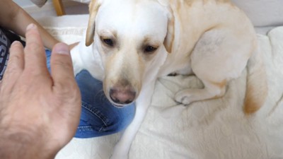 きなこちゃんにハイタッチを求めたら2