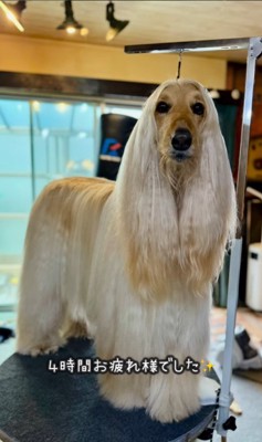 マークリンくんのシャンプー前後⑩