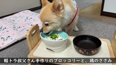 ご飯を食べる犬