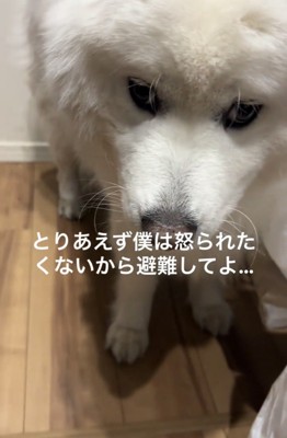 離れず寄り添う犬