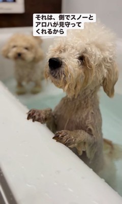 泳ぎにチャレンジするロコちゃん8