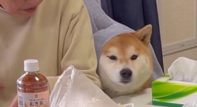 カーテンから顔を出す柴犬