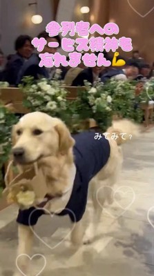 カゴを咥えて式場の中を歩き回る犬