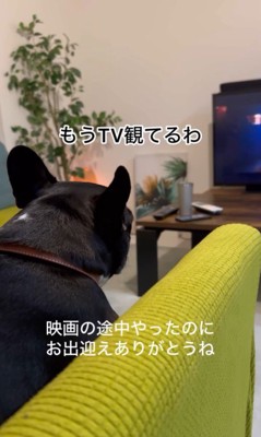 ちはやちゃん&いろは君の外出時と帰宅時の反応⑩