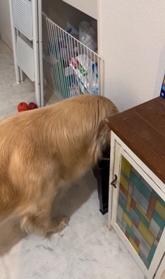 ご飯を食べる大型犬