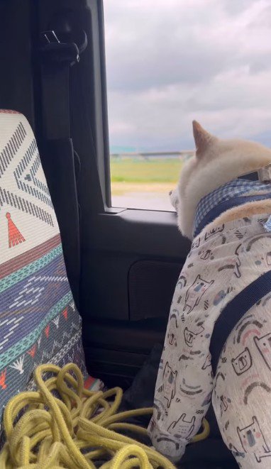 窓の外を見ていると…