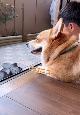 笑顔でくつろぐ犬