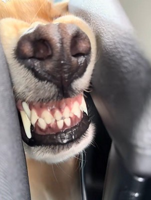 ケルベロスみたい♪