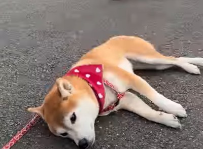 帰宅拒否する柴犬