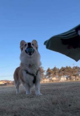 ボールを咥える犬
