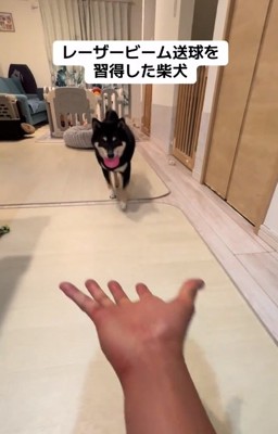 ボールを持ってくるもずくくん