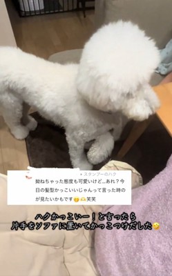 ハクくんを褒めてみた飼い主さん