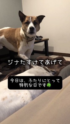 横になっている先住犬のそばに寄り添う弟犬