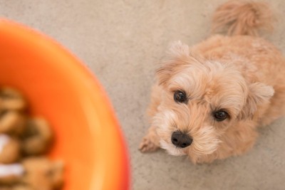 ごはんを見上げる犬
