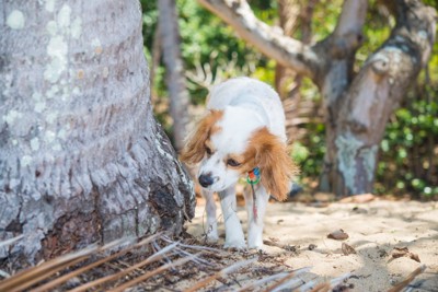 ニオイを嗅ぐ犬