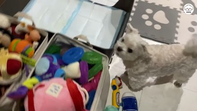 おもちゃを探すナナくん6