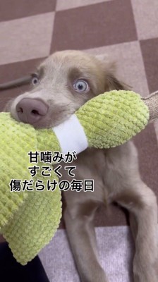 ぬいぐるみを咥える子犬