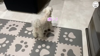 パパさんの帰りを待つナナくん8