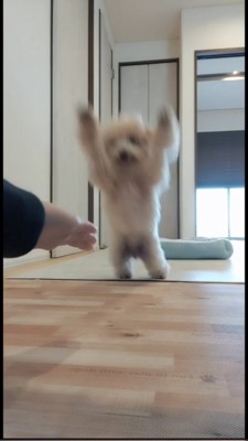両手をバンザイして前に飛ぶトイプー