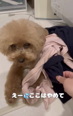 洗濯物を守る犬2