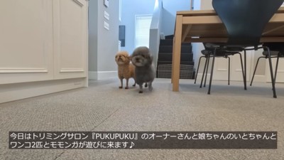 ぽん太ちゃんとゆずちゃん