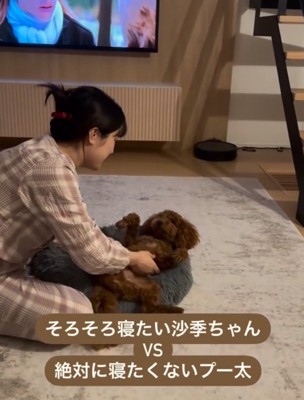 寝ようとしない犬