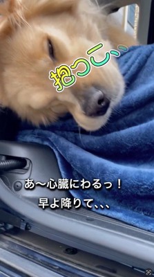 うっすら目を開けて飼い主を見る犬